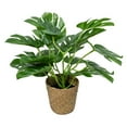 thumbnail image 1 of Simulation Plants Nordic Style Green Plants Turtle Back Leaves Design, Living Room Bedroom Office Corner Decoration Indoor Artificial Potted Plants, Material, 1 of 6