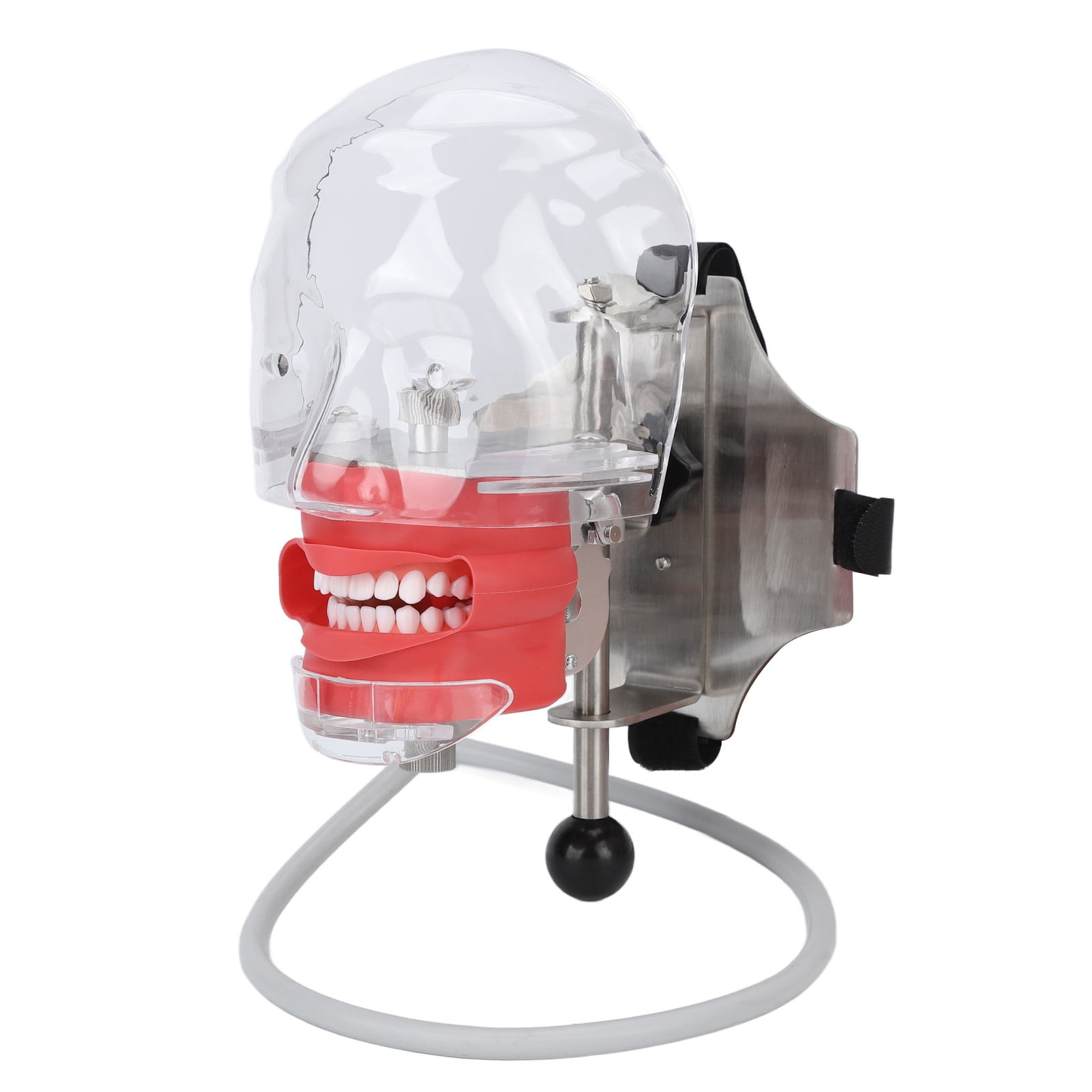 Simulator Mannequin Removable Teeth Tooth Head Model For Schools