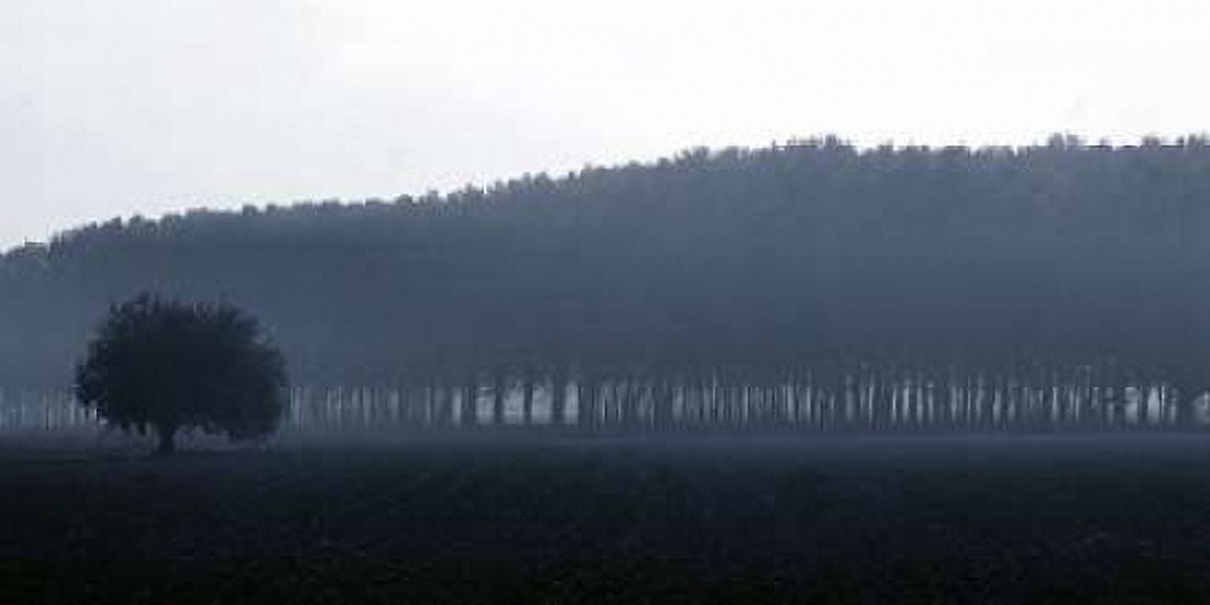 Sinfonia d autunno Canvas Art - Fulvio Ferrua (24 x 48)