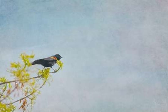 Sing About Canvas Art - Roberta Murray (12 x 18)