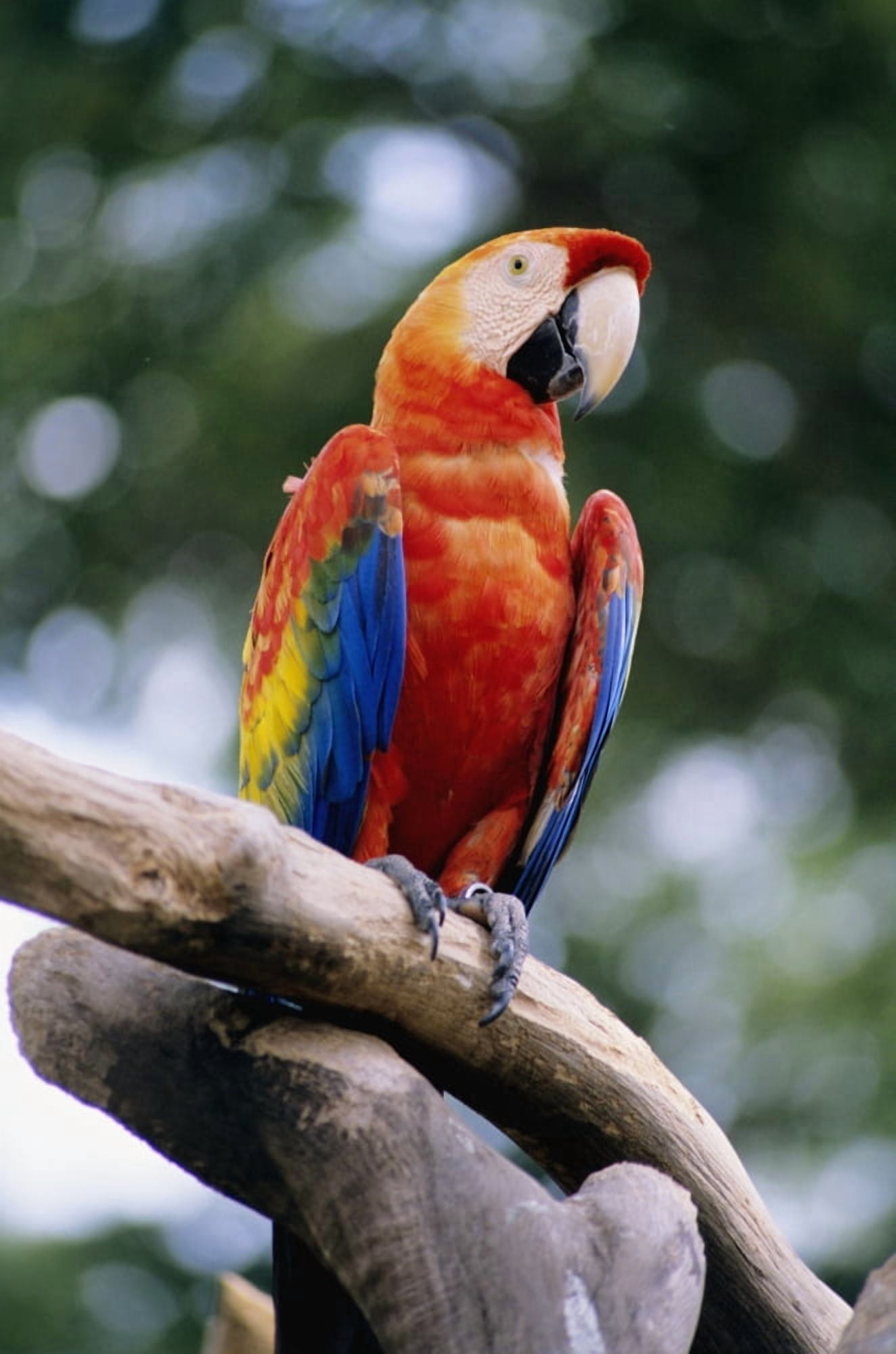 Singapore Jurang Bird Park Red Macaw On Branch Canvas Art - Allan Seiden Design Pics (11 x 17)