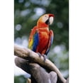 thumbnail image 1 of Singapore, Jurang Bird Park, Red Macaw On Branch. Poster Print (22 x 34), 1 of 3