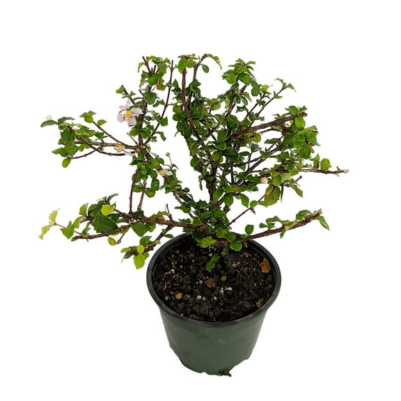 Singapore Miniature Holly Plant - Malpighia coccigera - Edible Fruit -  4" Pot