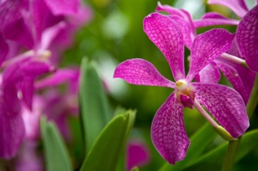 Singapore National Orchid Garden Canvas Art - Cindy Miller Hopkins DanitaDelimont (34 x 23)