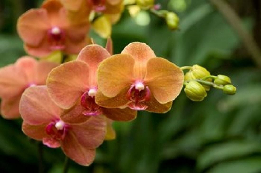 Singapore National Orchid Garden - Peach Orchids Canvas Art - Cindy Miller Hopkins DanitaDelimont (36 x 24)