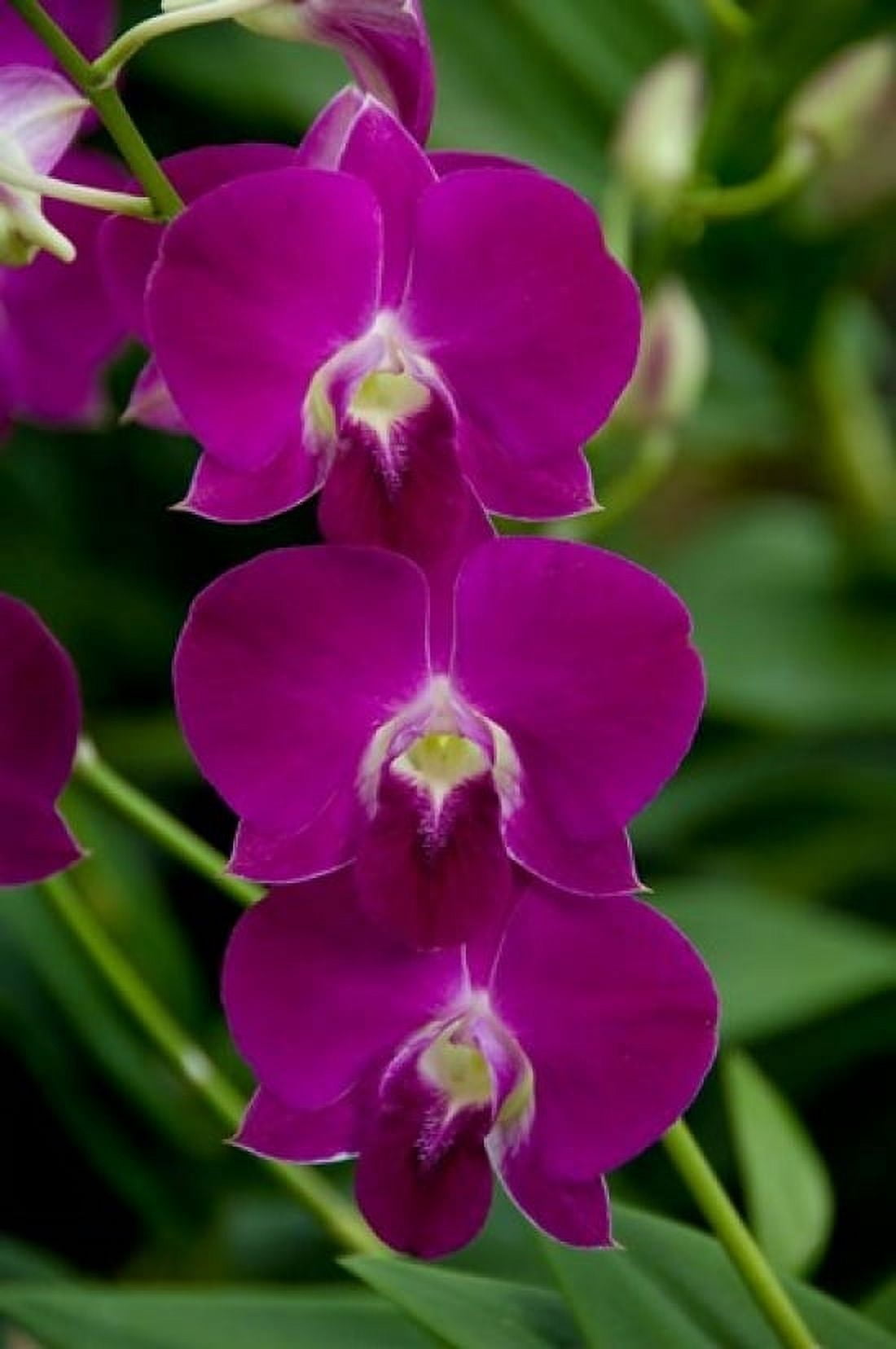 Singapore National Orchid Garden - Pink Orchids Canvas Art - Cindy Miller Hopkins DanitaDelimont (24 x 36)
