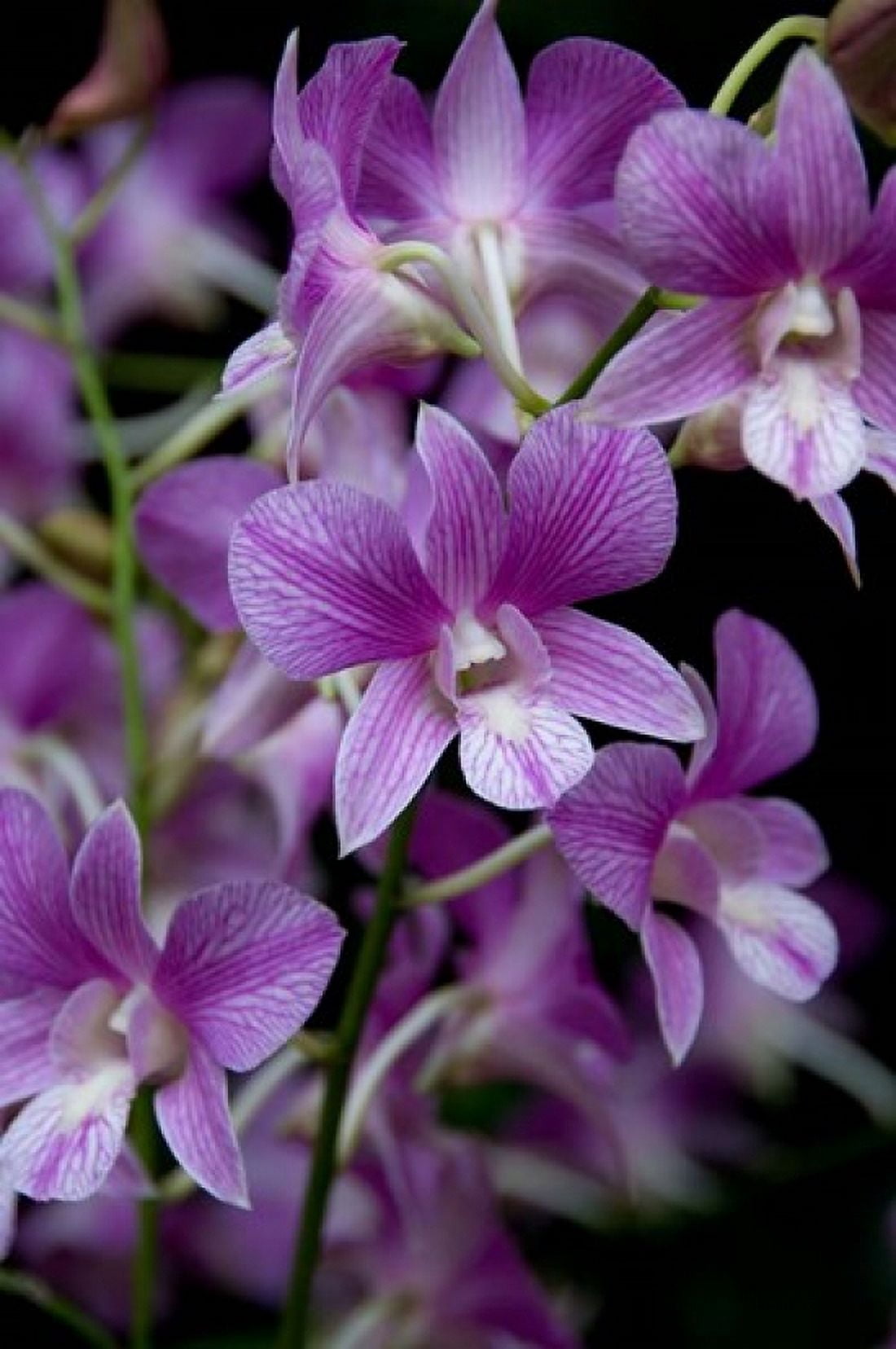 Singapore National Orchid Garden - PurpleWhite Orchids Canvas Art - Cindy Miller Hopkins DanitaDelimont (15 x 22)