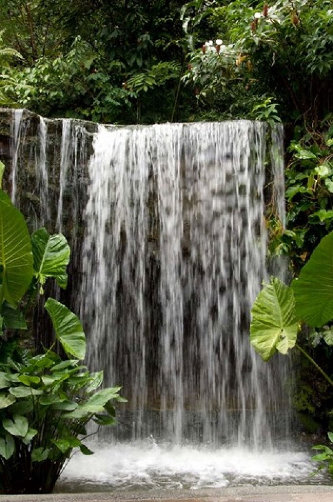 Singapore National Orchid Garden Waterfall Canvas Art - Cindy Miller Hopkins DanitaDelimont (11 x 17)