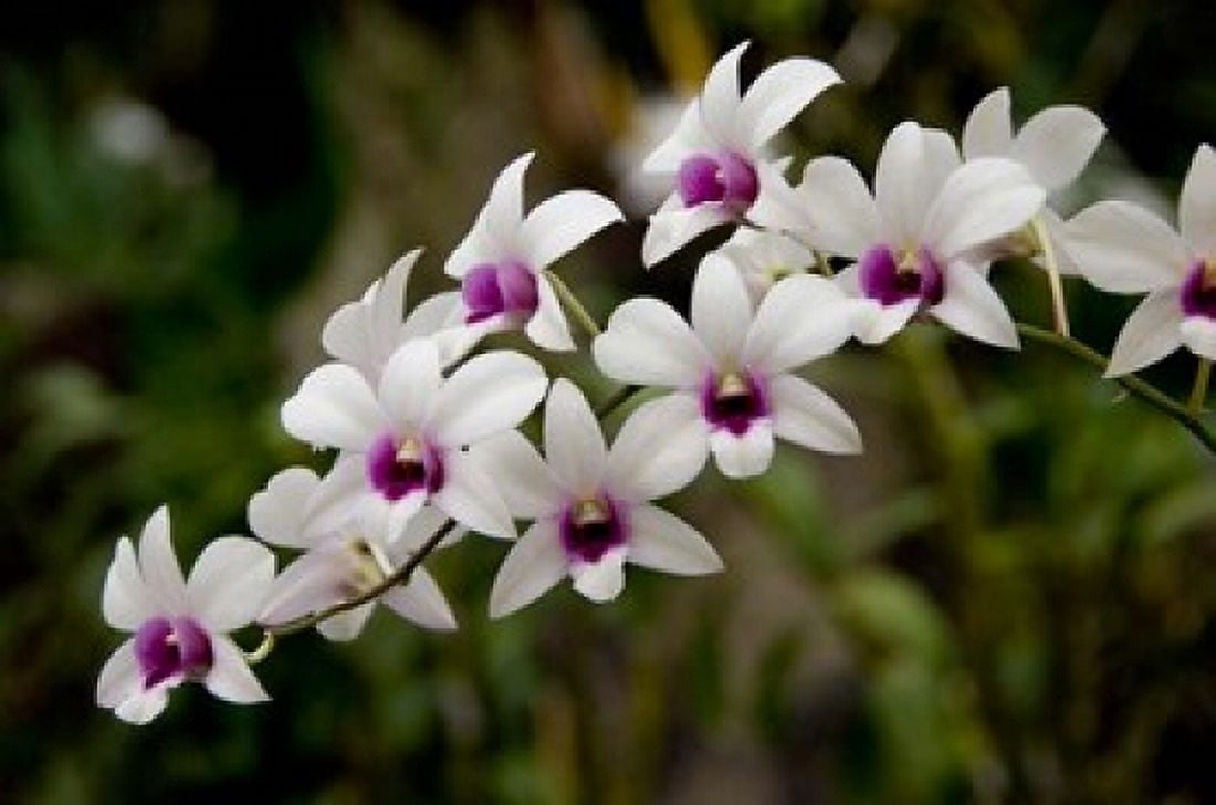 Singapore National Orchid Garden - White Orchids Canvas Art - Cindy Miller Hopkins DanitaDelimont (22 x 15)