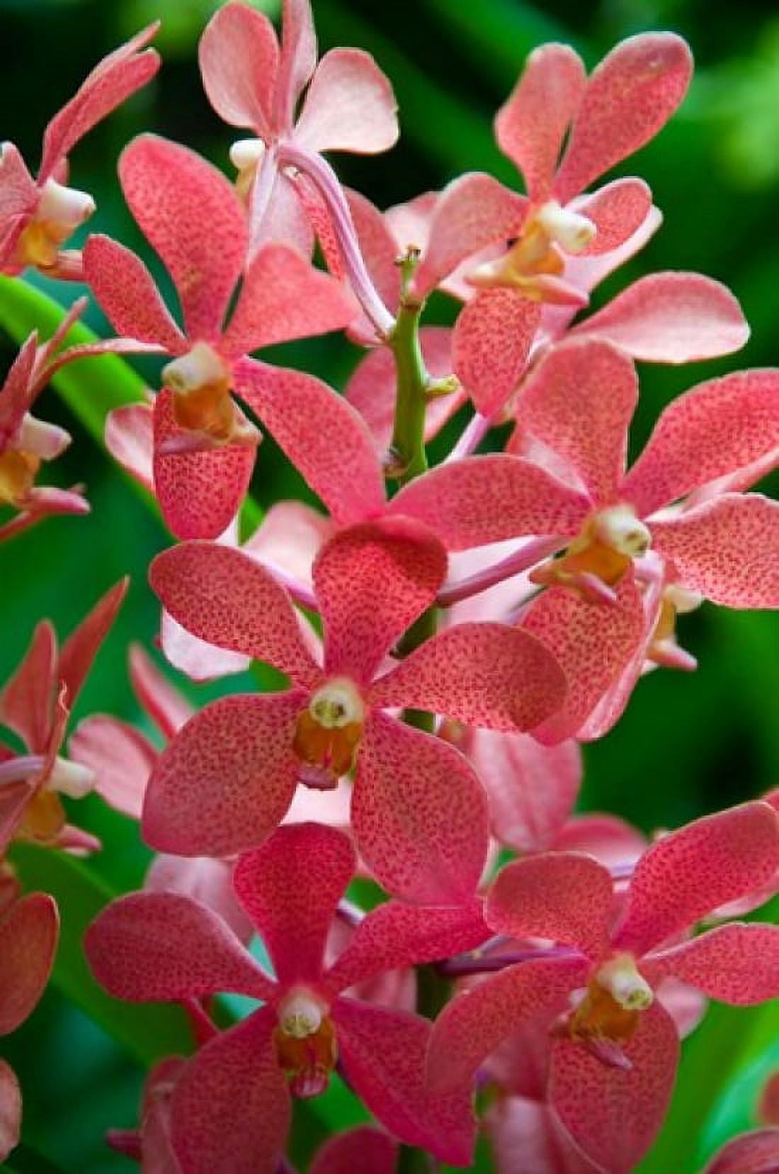 Singapore National Orchid Garden - salmon colored Orchids Canvas Art - Cindy Miller Hopkins DanitaDelimont (15 x 22)