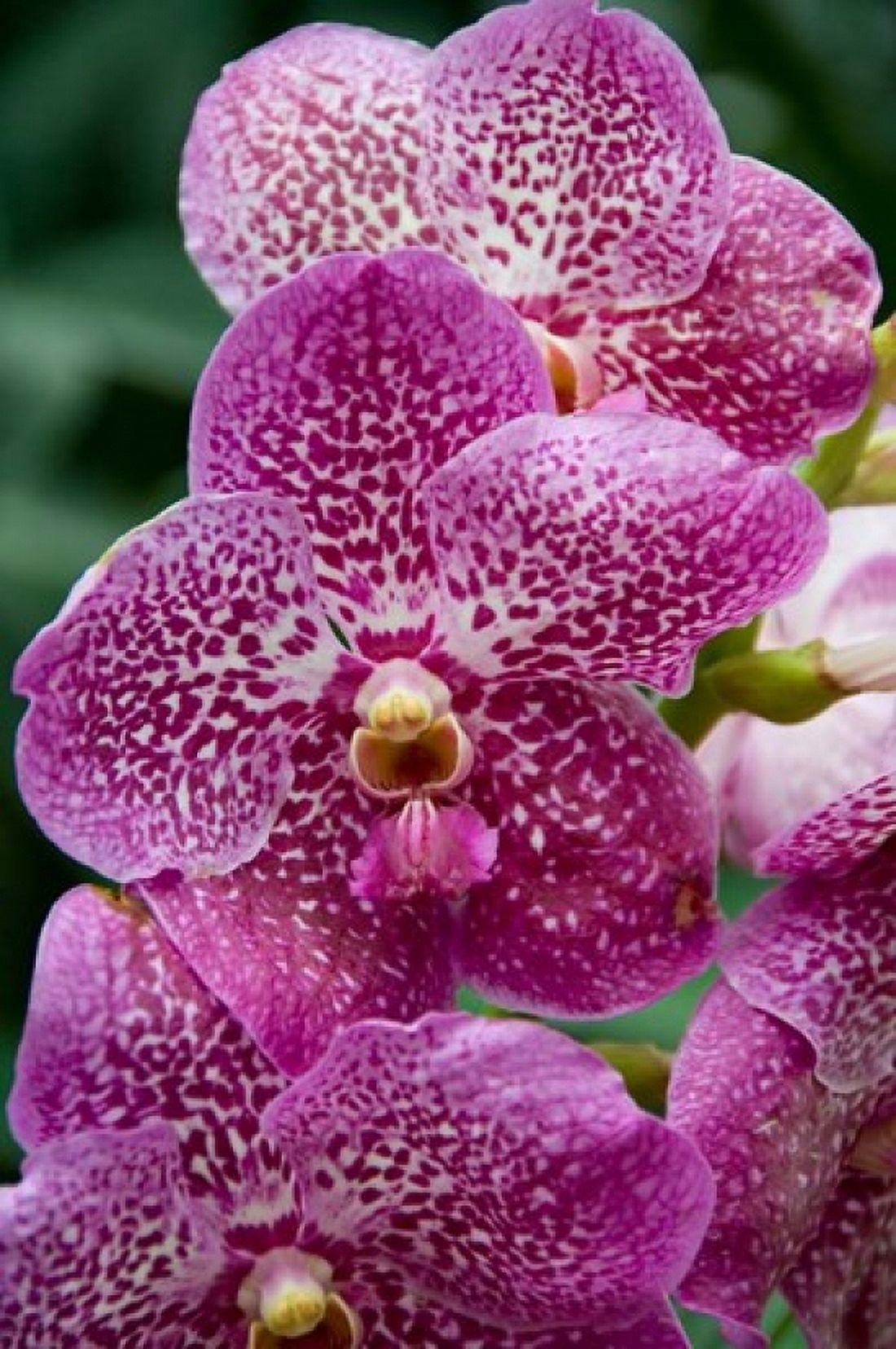 Singapore National Orchid Garden - spotted Orchids Canvas Art - Cindy Miller Hopkins DanitaDelimont (15 x 22)