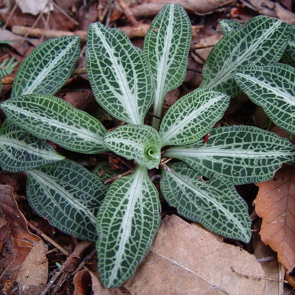 Singing Satyr Garden Rattlesnake Orchid Root Systems for Native Garden 10 Count