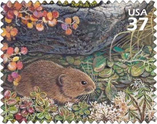 Singing Vole Canvas Art - US POSTAL SERVICE (24 x 30)