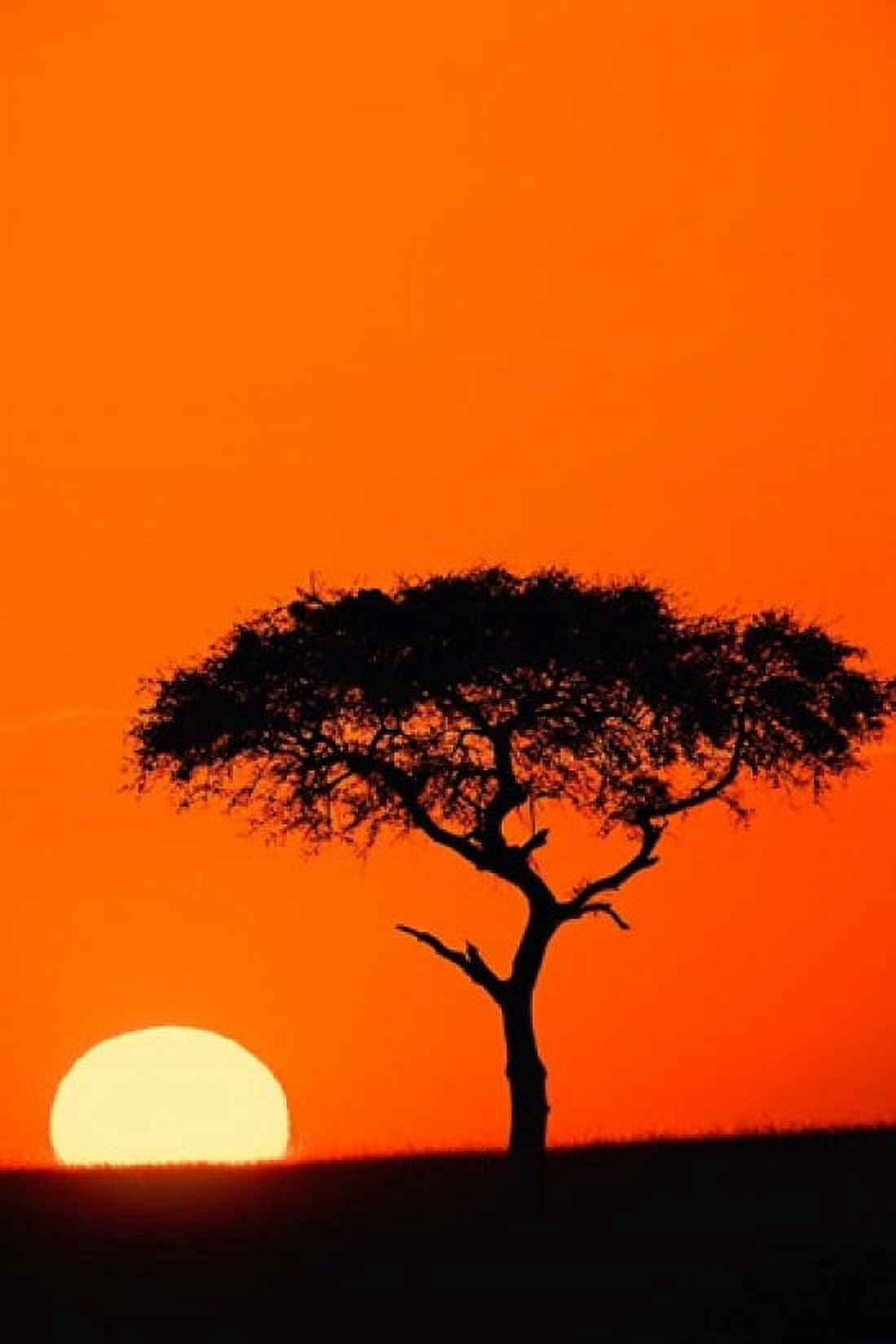 Single Acacia tree at sunrise Masai Mara Kenya Canvas Art - Adam Jones DanitaDelimont (24 x 35)