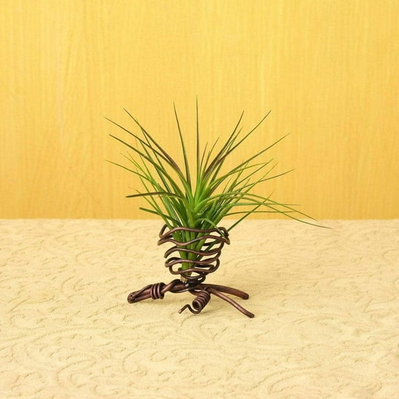 Single Air Plant Holder