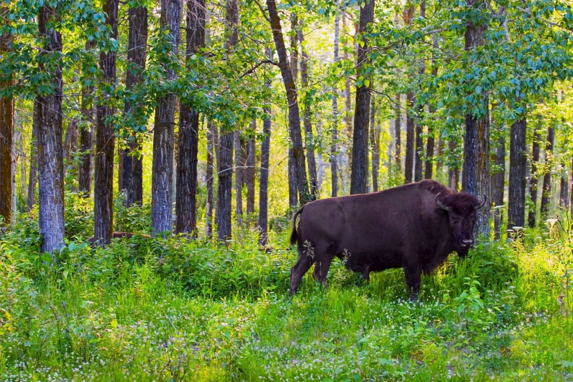 Single Bison Canvas Art - Don Hammond Design Pics (17 x 11)