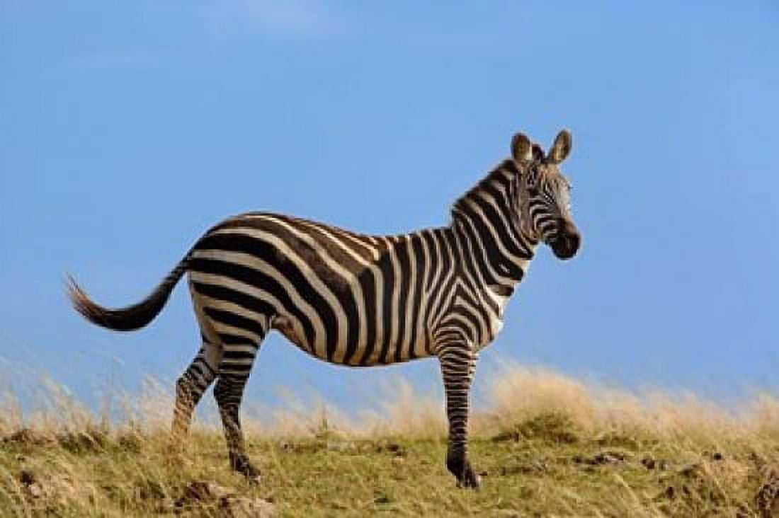 Single Burchells Zebra Masai Mara Game Reserve Kenya Canvas Art - Adam Jones DanitaDelimont (35 x 23)