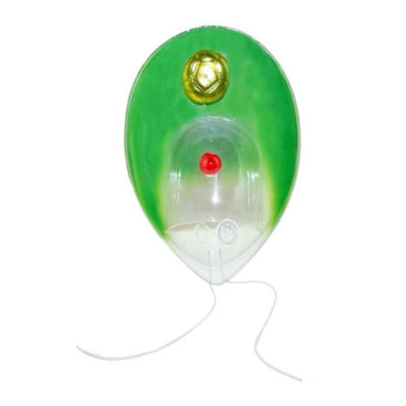 Single Cell Chlamydomonas Model Plant Anatomical Model Biology Science Model Biology Teaching Tool for Medicals Research