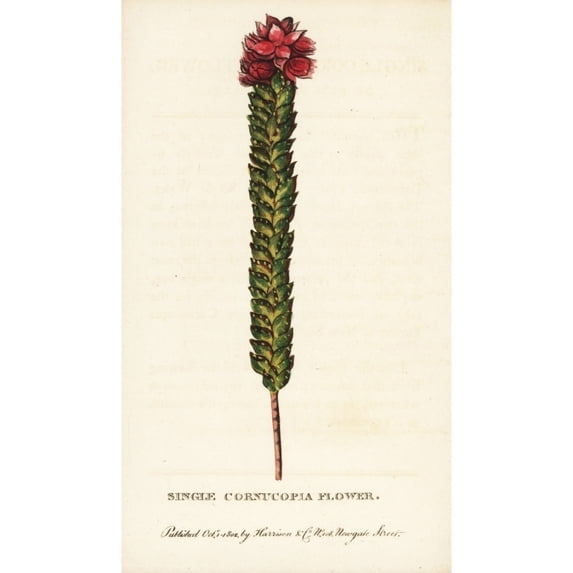 Single Cornucopia Flower Poster Print By ® Florilegius Mary Evans (18 X 24)