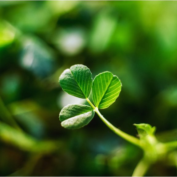 Single Leaf Of Shamrock by The Irish Image Collection / Design Pics