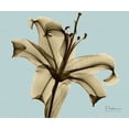 thumbnail image 1 of Single Lily Brown on Blue Poster Print by Albert Koetsier (10 x 12), 1 of 1