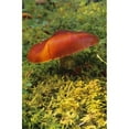 thumbnail image 1 of Single Mushroom Poster Print by Bilderbuch, 11 x 18, 1 of 1
