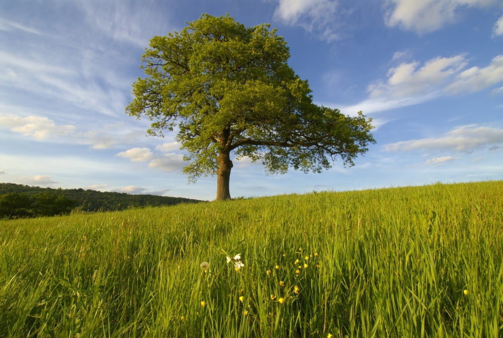Single Oak Tree On A Hill Canvas Art - Charles Bowman Design Pics (36 x 24)