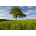 thumbnail image 1 of Single Oak Tree On A Hill Poster Print, 36 x 24 - Large, 1 of 1