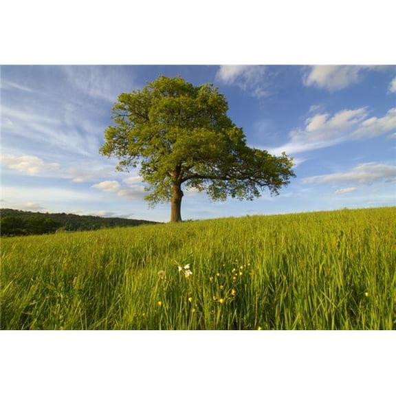 Single Oak Tree On A Hill Poster Print