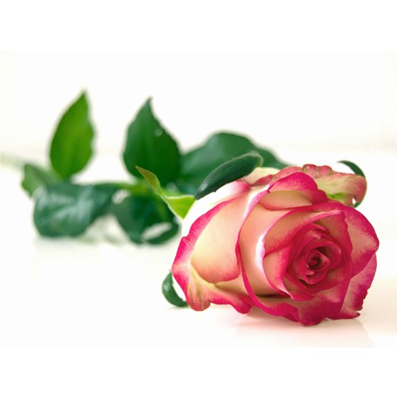 Single Pink Rose Romantic Flower Large Wall Art Print