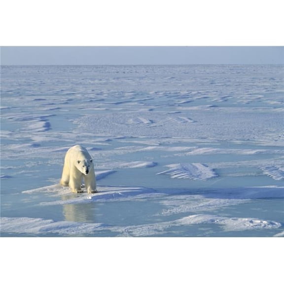 Single Polar Bear Poster Print by John Pitcher, 34 x 22 - Large