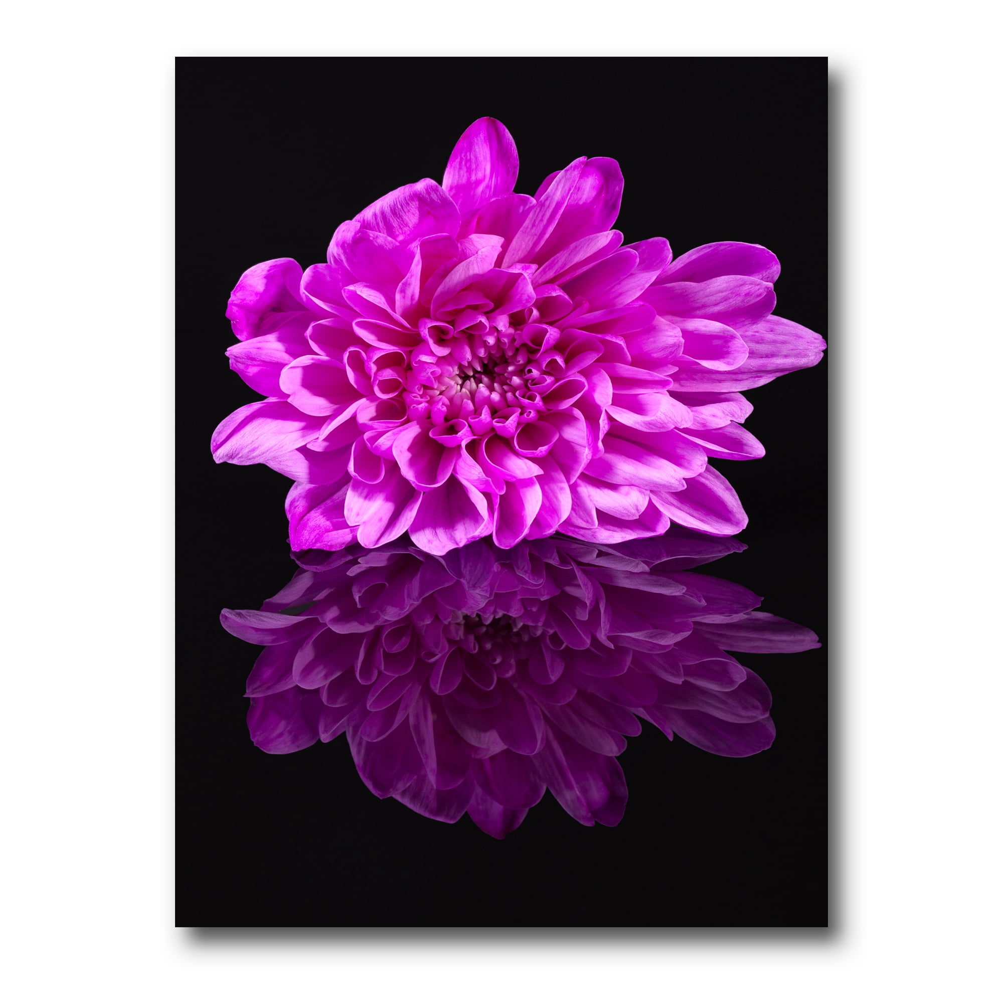 Single Purple Chrysanthemum Flower On Black Reflection 8 in x 12 in Painting Canvas Art Print, by Designart