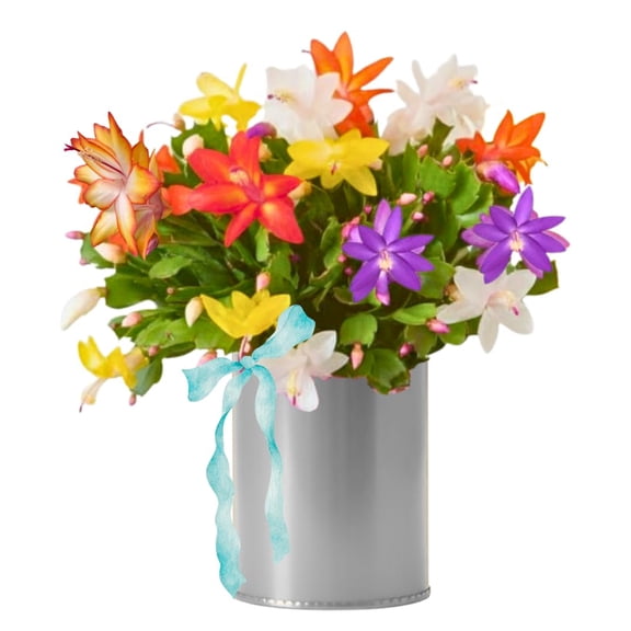 Single Random Christmas Cactus Plants Live or Thanksgiving Cactus Plant Like , Well-rooted Cold Hardy, Holiday Cactus for Indoor Outdoor Planting, 4-8 Inc Tall, Starter Tree