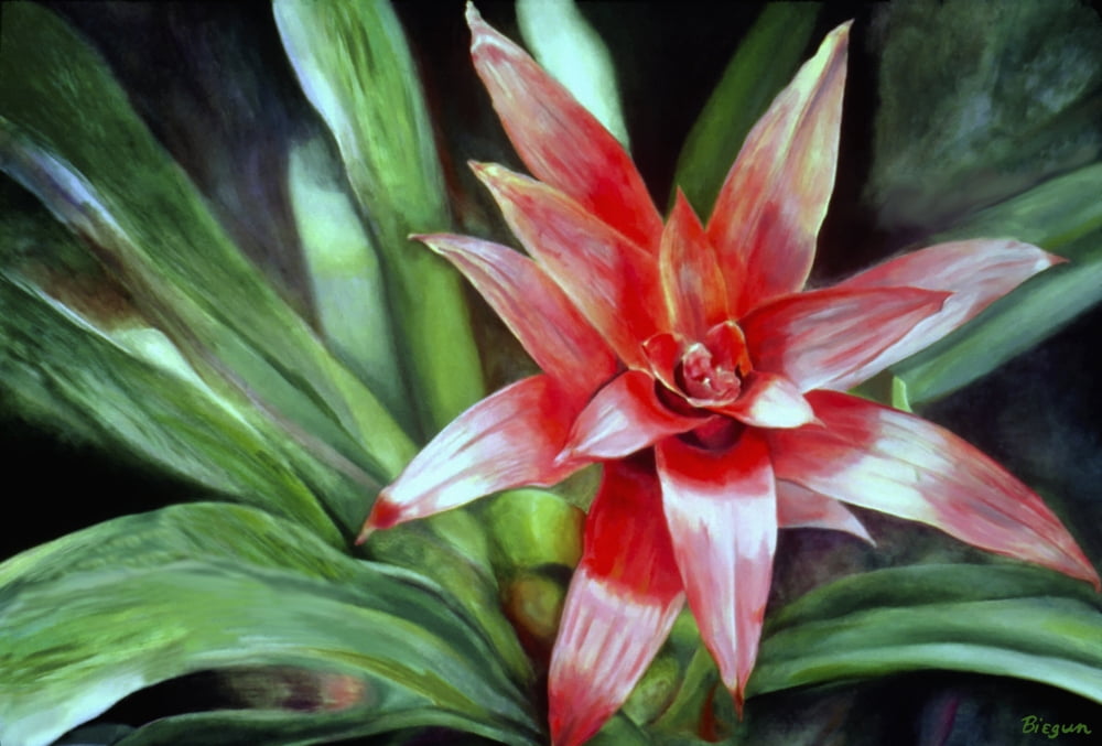 Single Red Bromeliad Flower Oil Painting Canvas Art - Fay Biegun Design Pics (36 x 24)