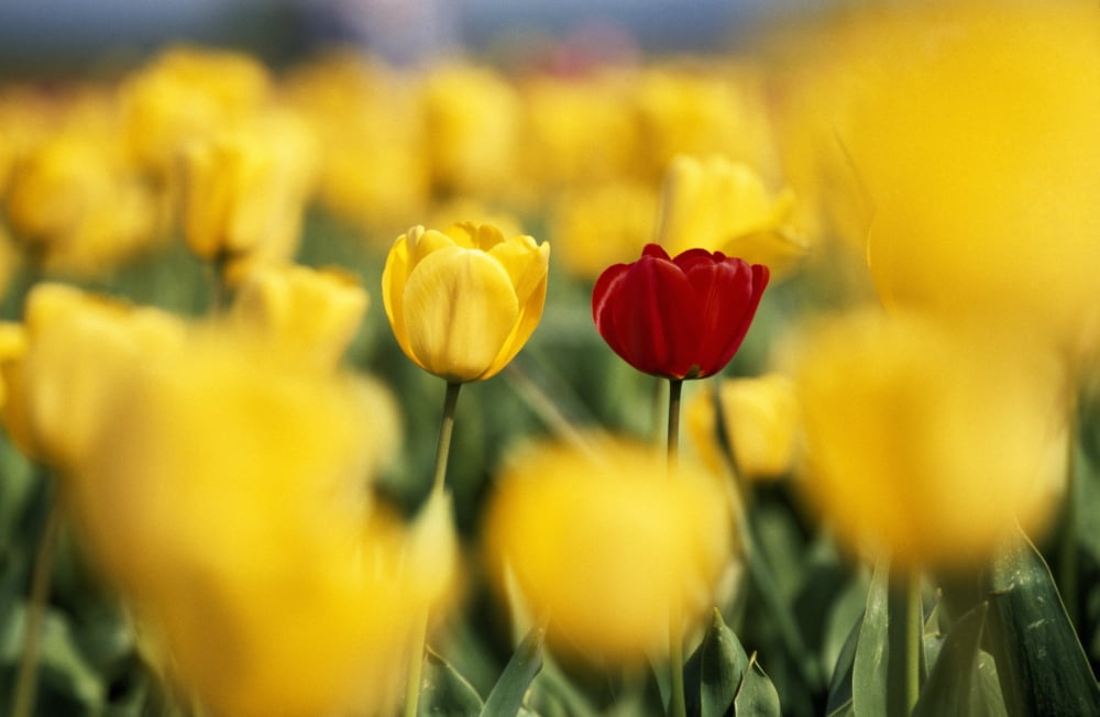 Single Red Tulip Among Yellow Tulips Canvas Art - Natural Selection Craig Tuttle Design Pics (36 x 24)