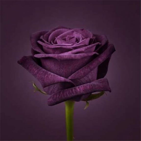 Single Rose Flower Close-Up Poster Print by Assaf Frank, 24 x 24 - Large
