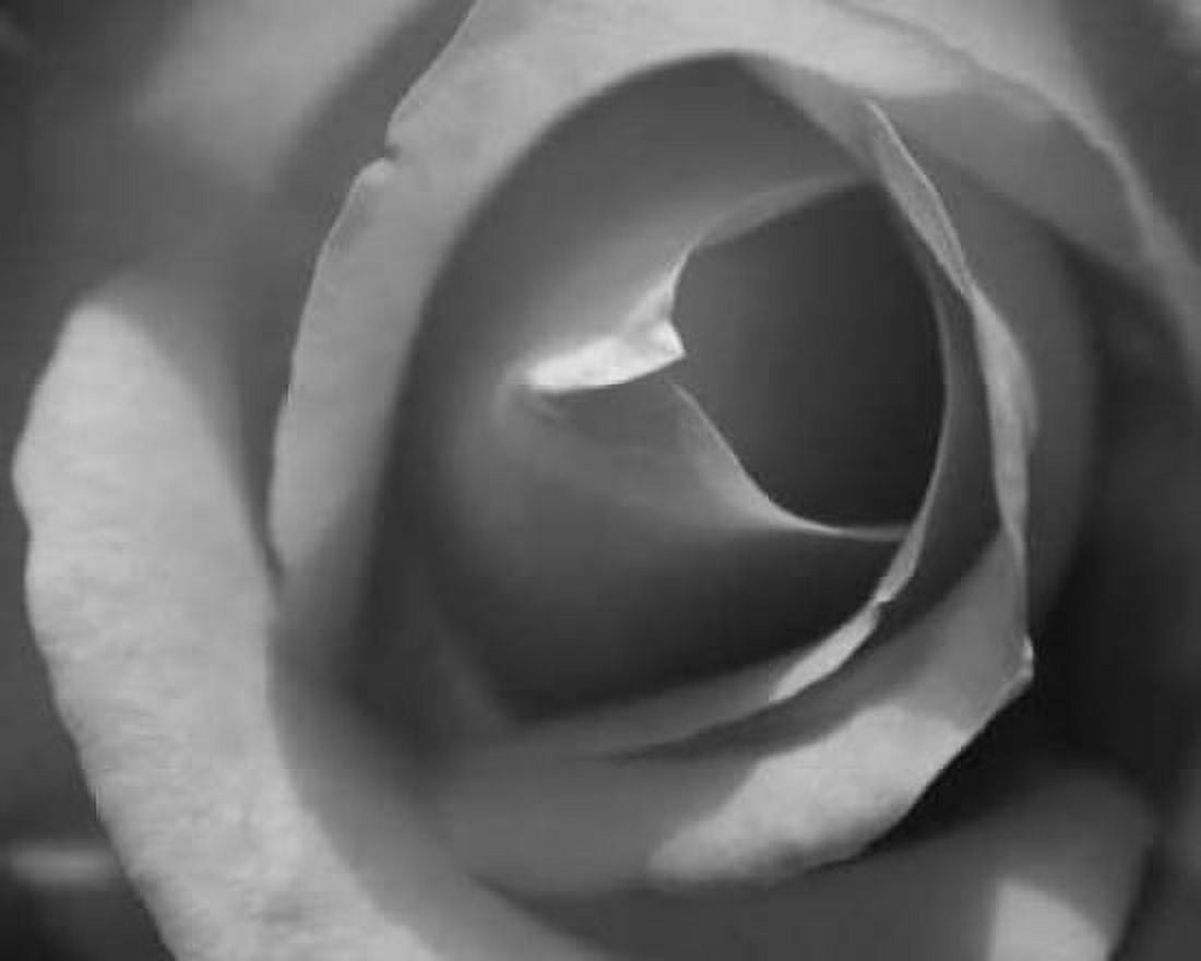 Single Rose II Canvas Art - Scott Larson (20 x 24)