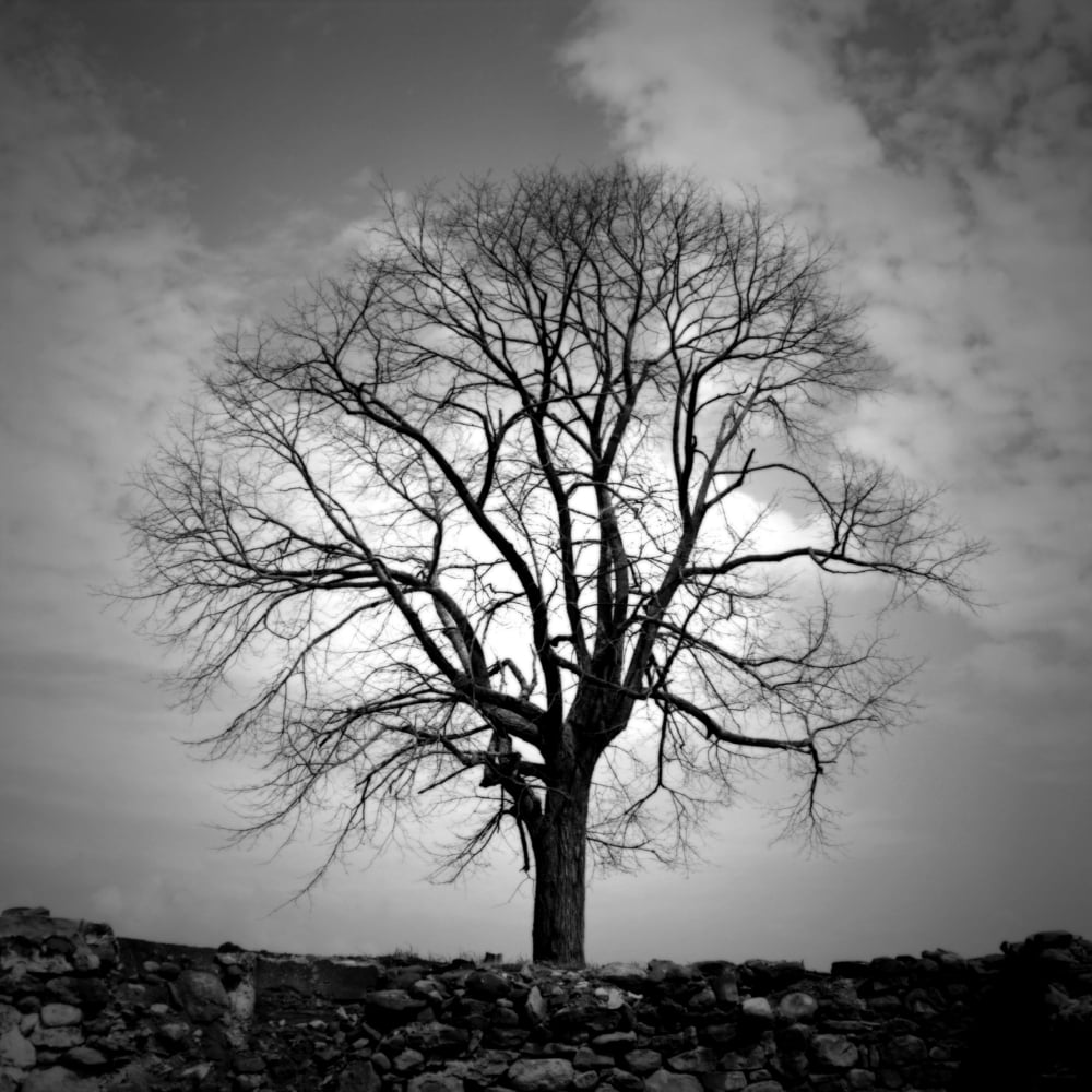 Single Tree BW Canvas Art - Vast Photography Design Pics (24 x 24)