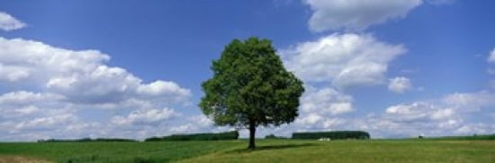 Single Tree Germany Canvas Art - Panoramic Images (36 x 12)