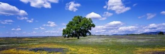 Single Tree In Field Of Wildflowers Table Mountain Oroville California USA Canvas Art - Panoramic Images (36 x 12)