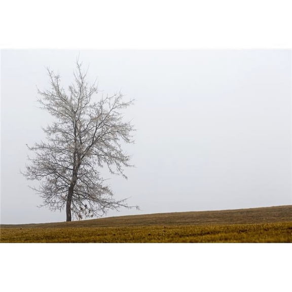 Single Tree on A Foggy Hillside - Calgary Alberta Canada Poster Print - 38 x 24 in. - Large