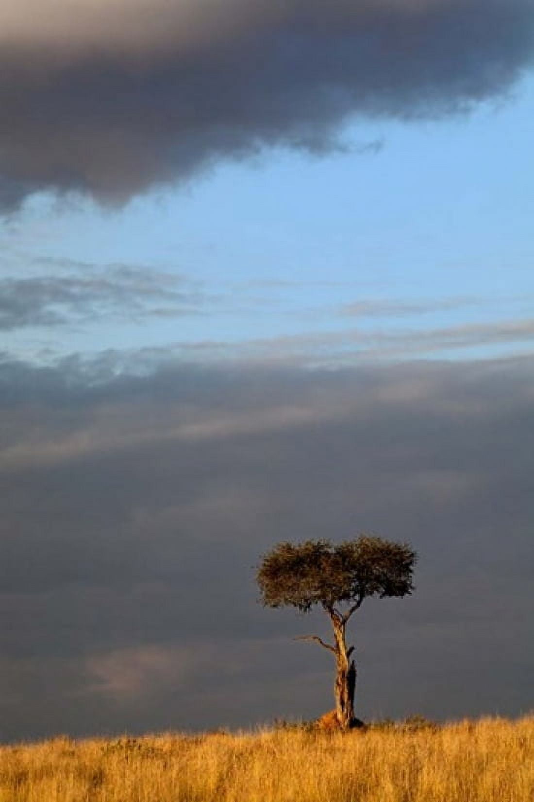 Single Umbrella Thorn Acacia Tree at sunset Masai Mara Game Reserve Kenya Canvas Art - Adam Jones DanitaDelimont (23 x 35)