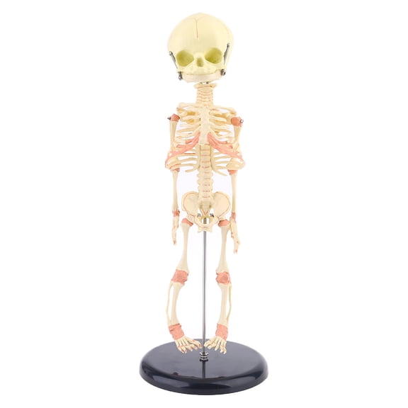 Single for Head Baby Skull Human Research Model Skeleton Anatomical Brain Anatomy Teaching Study Display