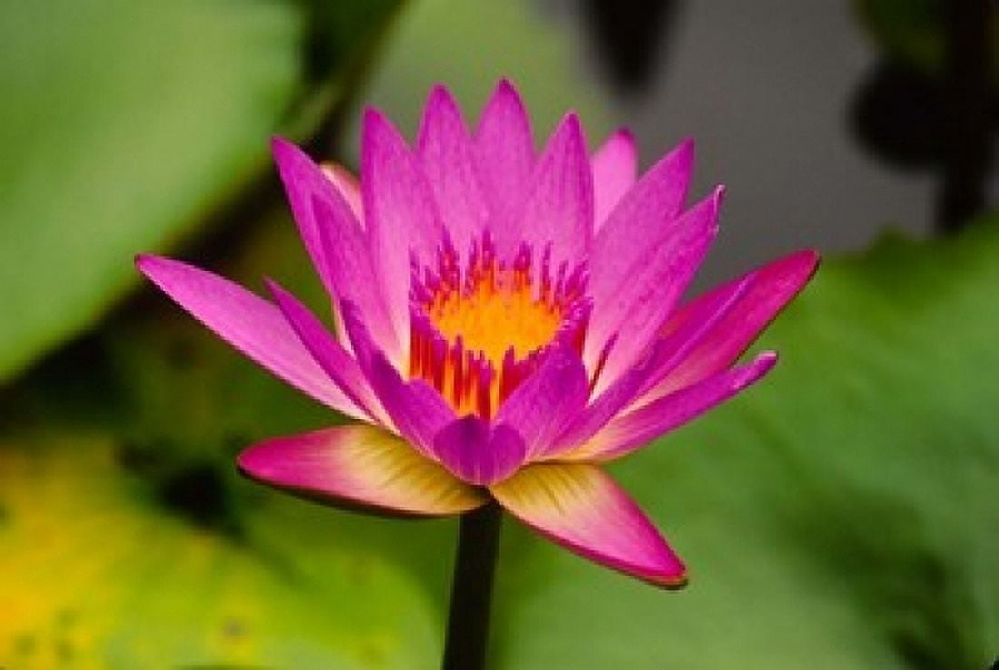 Single magenta water lily at the Orchid Garden at Lake Gardens Park in Kuala Lumpur Malaysia Canvas Art - Ellen Clark DanitaDelimont (36 x 24)