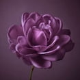 thumbnail image 1 of Single rose flower Poster Print by Assaf Frank (12 x 12), 1 of 2