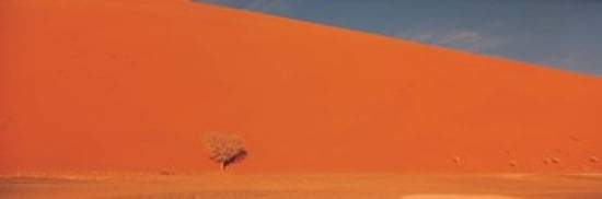 Single tree in desert Namibia Canvas Art - Panoramic Images (36 x 12)