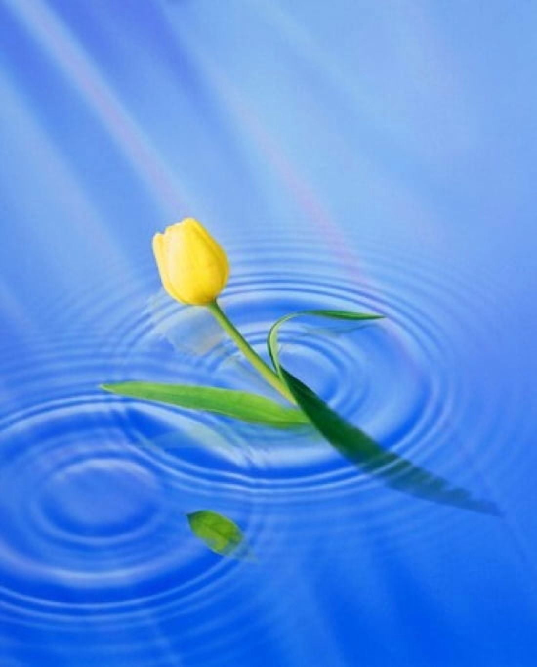 Single yellow tulip rising from water ripples Canvas Art - Panoramic Images (30 x 36)
