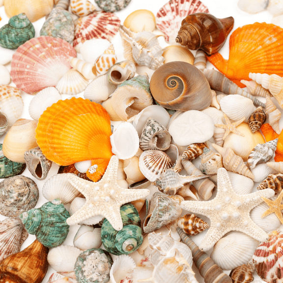 Sinkoo 100+pcs Natural Seashells Mixed Starfish Sea Shells for Crafts, Various Sizes Ocean Shells Conch for Decorating, Beach Theme Party Wedding, DIY Crafts, Fish Tank Filling, Home Decor