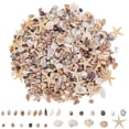 Counch Shell Fish Sinkoo 1000 Pcs Mini Seashells and Starfish, Natural, Beach Decor ...