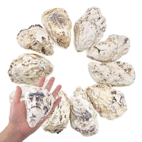 Sinkoo 10Pcs 4-5in Concave Oyster Shells, Large Oyster Shells for Crafts,Nautical Decor Vase Filler, Shell Bulk for Home Decor, DIY Crafts Sea Shells, Candle Making